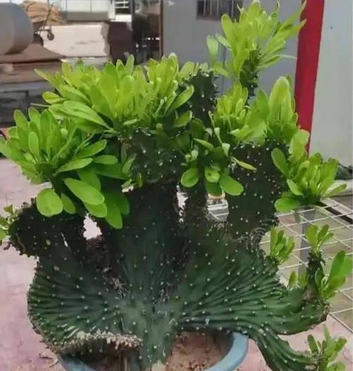 麒麟植物的养护方法有哪些？常见问题如何解决？