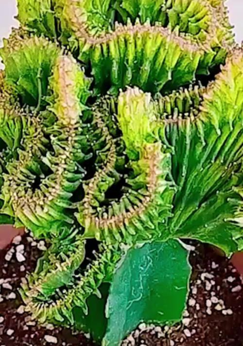 麒麟植物的养护方法有哪些？常见问题如何解决？