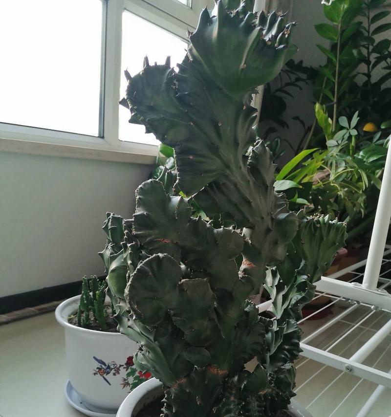 麒麟植物的养护方法有哪些？常见问题如何解决？