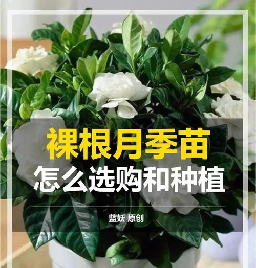 月季花种植需要注意什么？