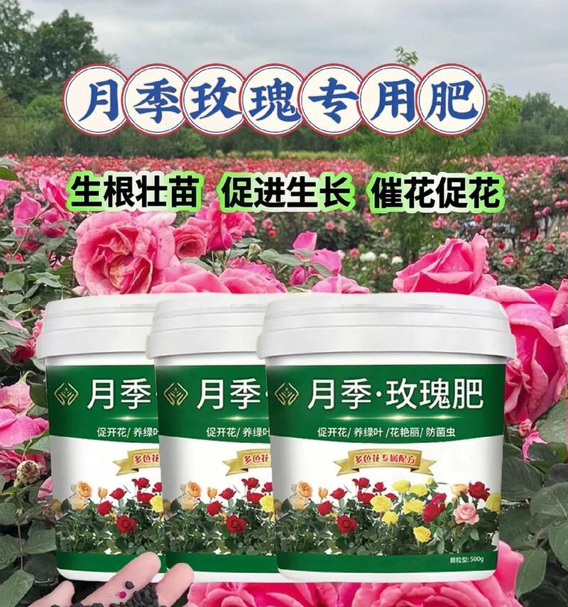 月季花种植需要注意什么？