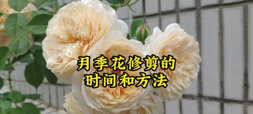 月季花种植需要注意什么？