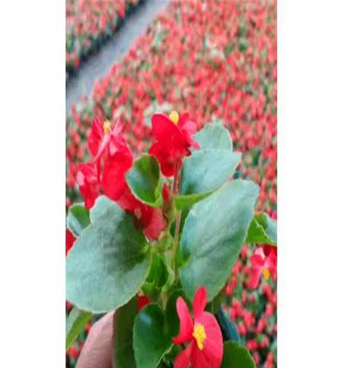 海棠花怎么繁殖？海棠花的繁殖方法有哪些？