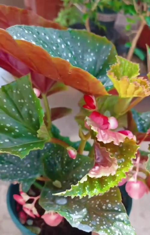 海棠花怎么繁殖？海棠花的繁殖方法有哪些？