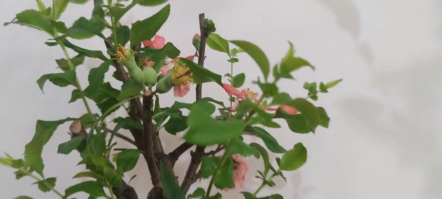 海棠花怎么繁殖？海棠花的繁殖方法有哪些？