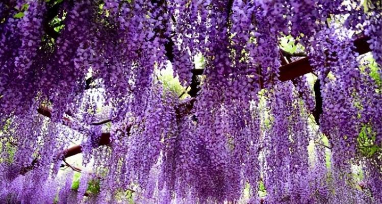 紫色的花树有哪些？它们各自有什么独特的生长习性？