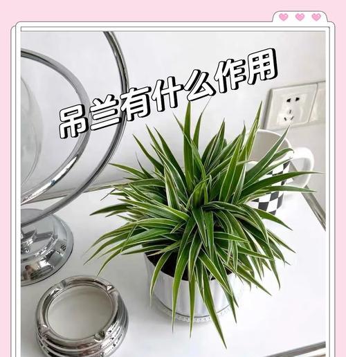 吊兰干尖是什么原因导致的？