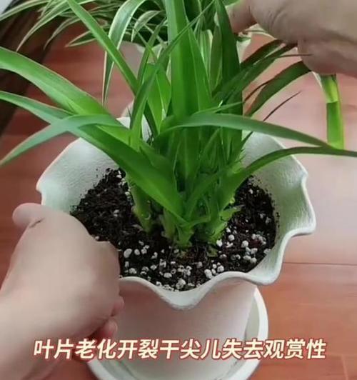 吊兰干尖是什么原因导致的？