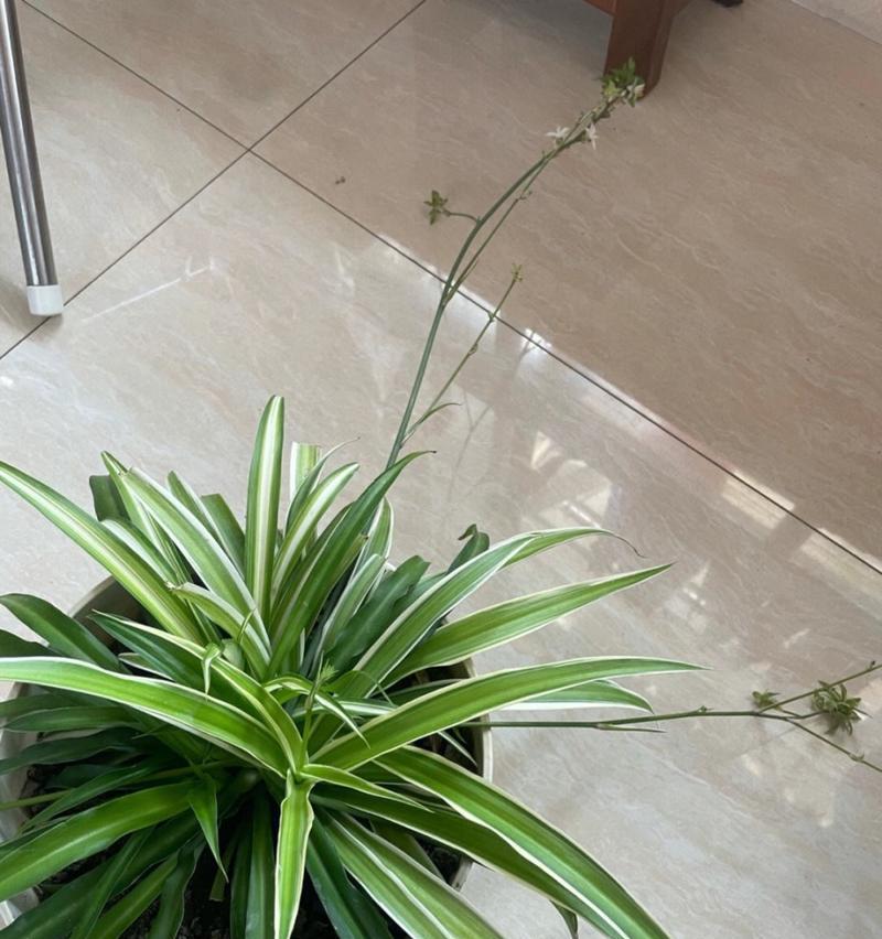 吊兰干尖是什么原因导致的？