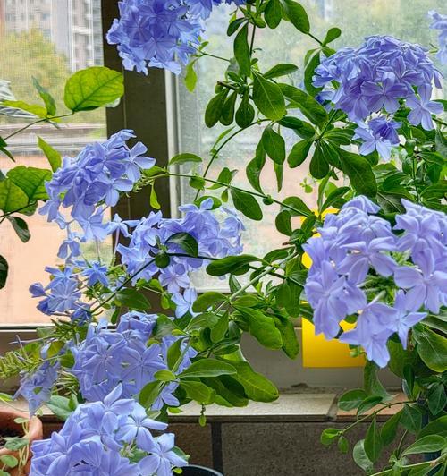 平安树开花什么预兆？开花的意义和养护要点是什么？