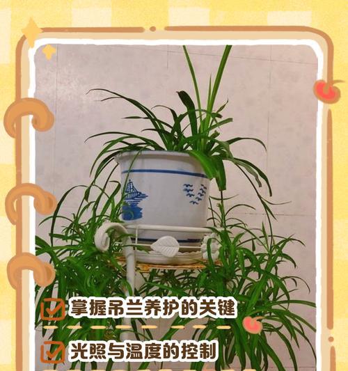 空气吊兰怎么养活？有哪些有效的养护技巧？