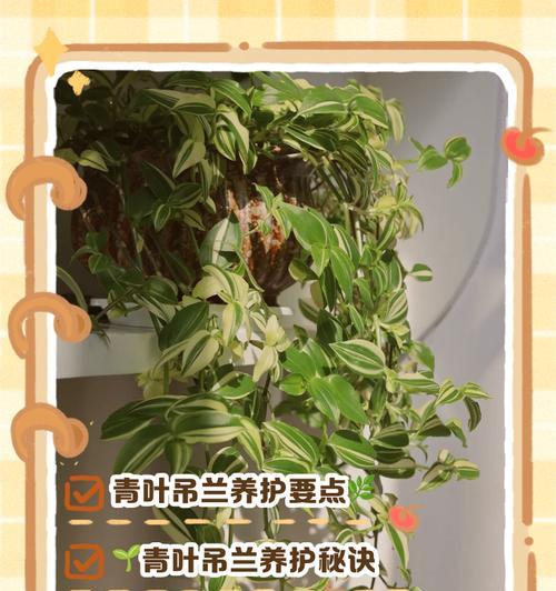 空气吊兰怎么养活？有哪些有效的养护技巧？