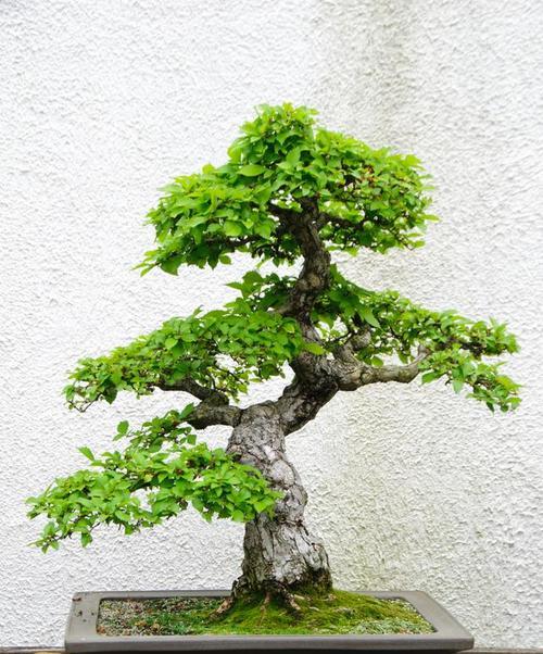 榆树小苗盆景制作方法是什么？如何打造美观的榆树盆景？