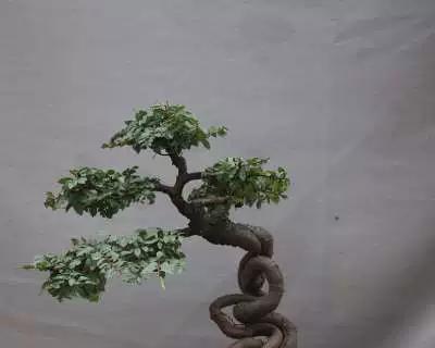 榆树小苗盆景制作方法是什么？如何打造美观的榆树盆景？