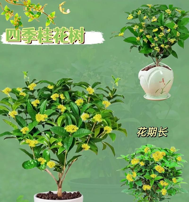 月桂树的开花季节是什么时候？如何促进月桂树的开花？