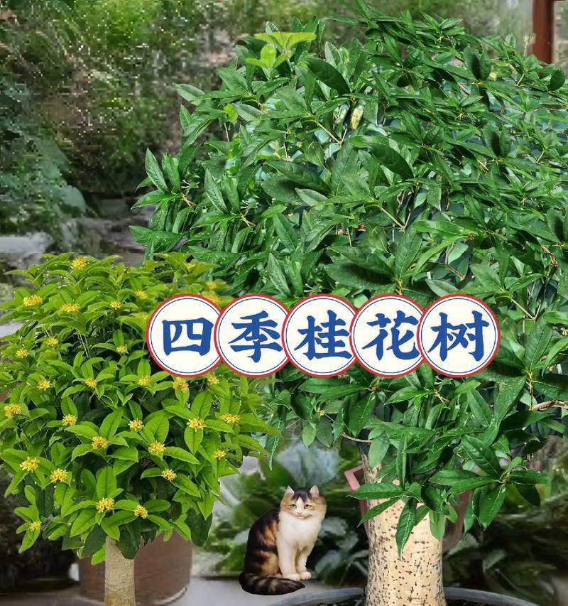 月桂树的开花季节是什么时候？如何促进月桂树的开花？