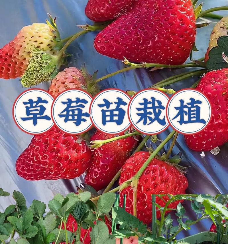 草莓盆栽在家庭阳台的种植方法是什么？如何保证结果？