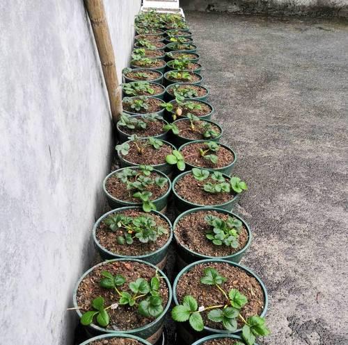 草莓盆栽在家庭阳台的种植方法是什么？如何保证结果？