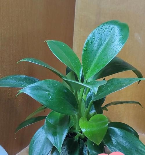 夏季绿箩的浇水技巧是什么？如何避免过度浇水？