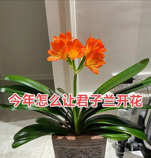 君之兰繁殖技巧有哪些？如何进行？