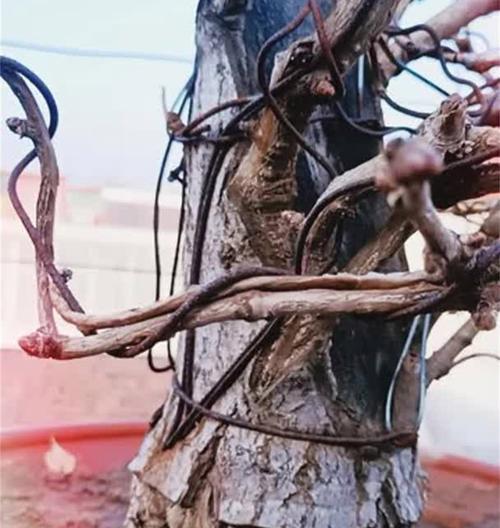 银杏树老树根盆景的养护难度如何？