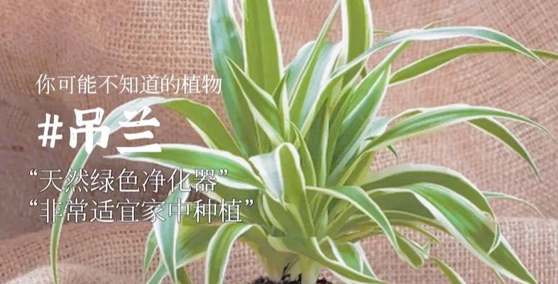 吊兰的空气净化作用和养护要点是什么？