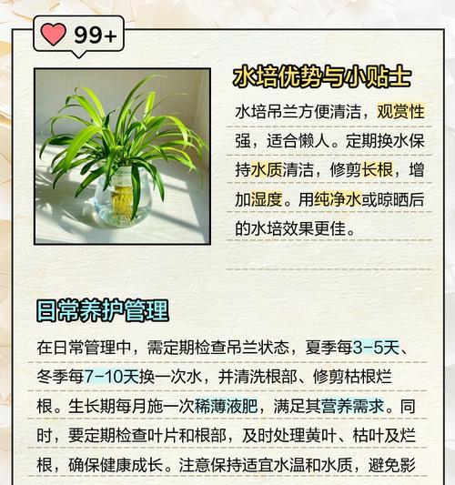 吊兰的空气净化作用和养护要点是什么？