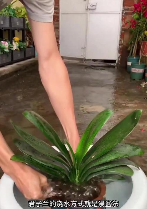 中午浇水有哪些危害？最佳浇水时间是什么时候？
