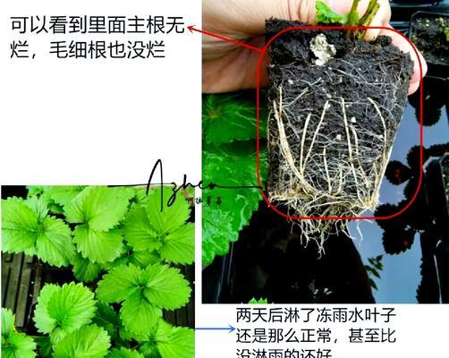 中午浇水有哪些危害？最佳浇水时间是什么时候？