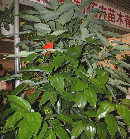 平安树叶子脱落的原因是什么？如何处理？