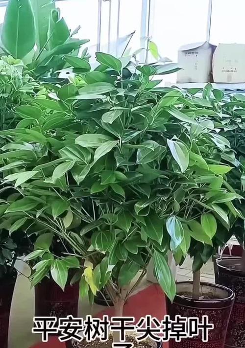 平安树叶子脱落的原因是什么？如何处理？