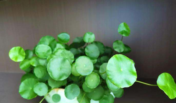 铜钱草的养殖方法和注意事项有哪些？
