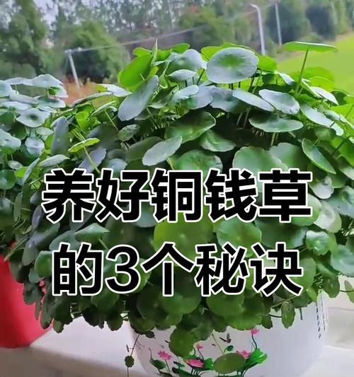 铜钱草的养殖方法和注意事项有哪些？