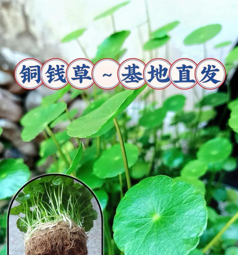 铜钱草的养殖方法和注意事项有哪些？