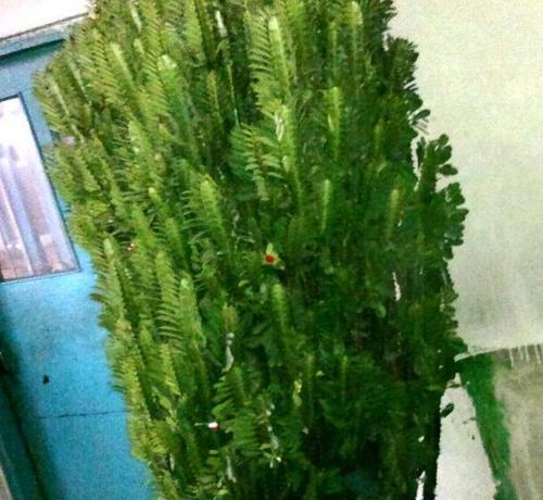 龙骨花移植的最佳时机是什么时候？移植过程中应注意什么？