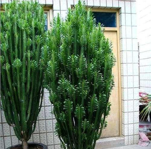 龙骨花移植的最佳时机是什么时候？移植过程中应注意什么？