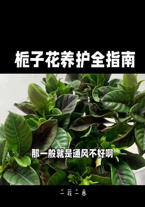 栀子花叶子发黄的原因是什么？如何防治？