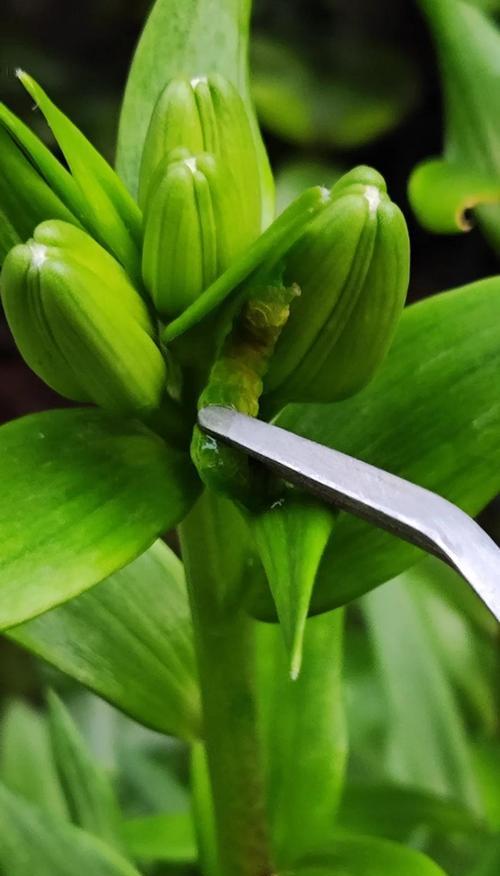 百合球的种植步骤是什么？如何确保其顺利生长？