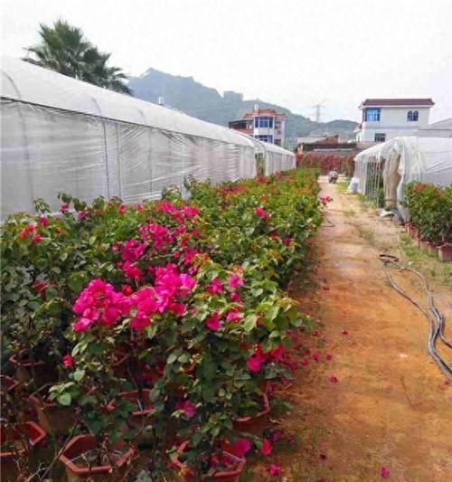 德国三角梅怎么种？种植与管理有哪些技巧？