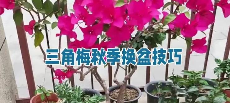 德国三角梅怎么种？种植与管理有哪些技巧？