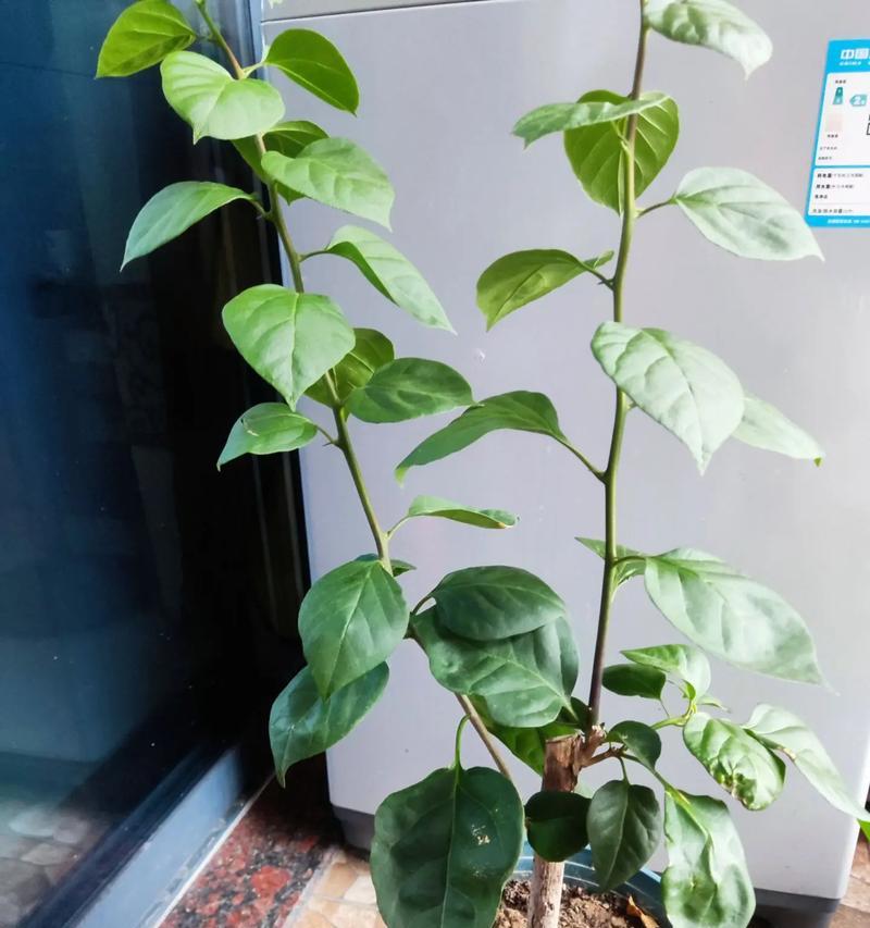 德国三角梅怎么种？种植与管理有哪些技巧？