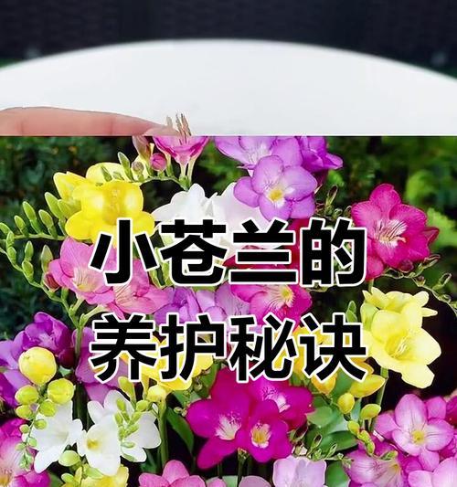 香雪兰的养殖技巧有哪些？如何让香雪兰开花？