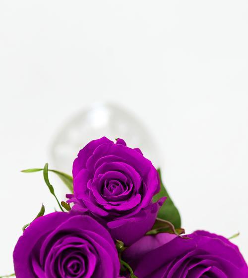 彩虹紫色花的花语是什么？紫色花代表了什么？