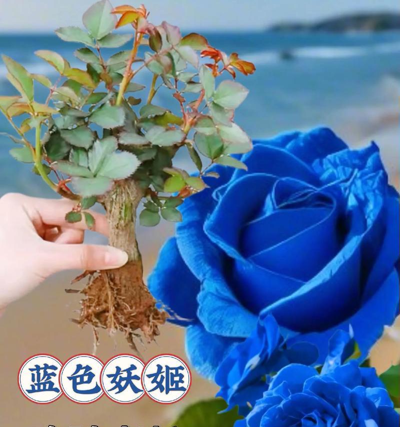 蓝色玫瑰花的表情代表什么意义？