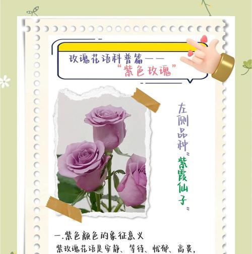玫瑰花枝的花语和寓意有何深意？