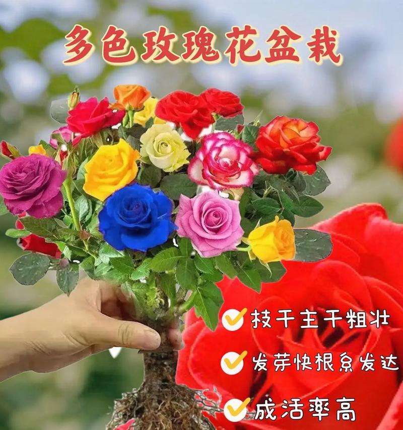 玫瑰花枝的花语和寓意有何深意？