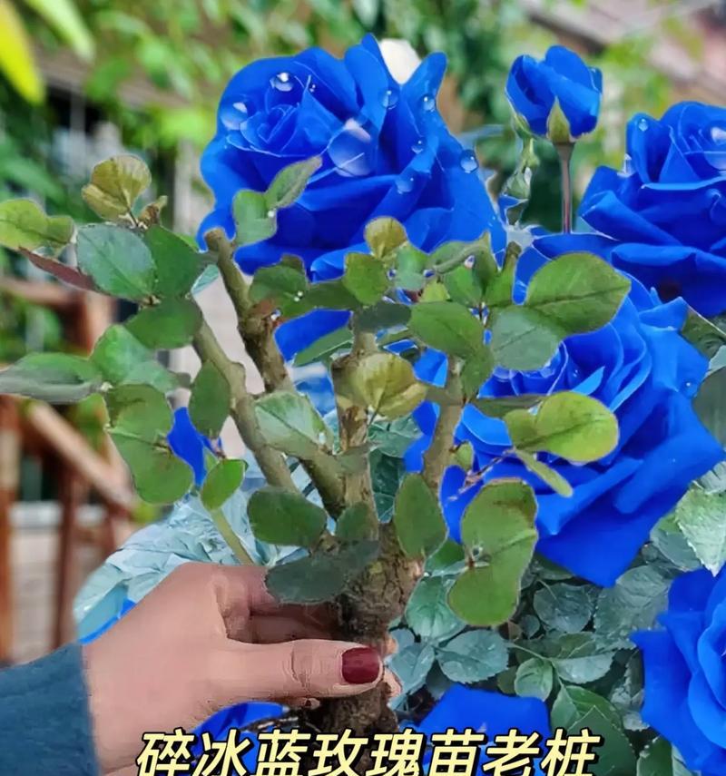 26朵玫瑰花语是什么？网络用语中代表什么？
