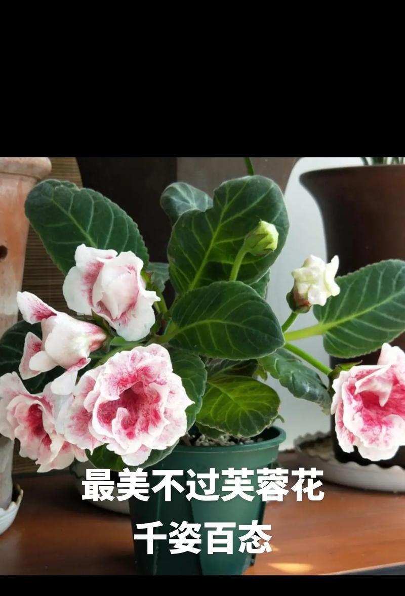 芙蓉花的花语含义是什么？有哪些丰富的象征意义？