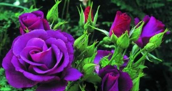 紫色玫瑰代表了什么？花语有何深层含义？