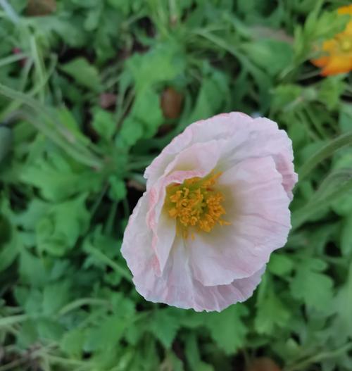 妖艳的花通常有什么花语？妖艳的花象征着什么？